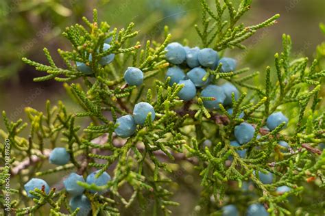 Juniper Berries, Juniperus ashei, Juniperus virginiana Stock Photo ...