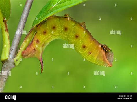 Larva (caterpillar) of hummingbird clearwing moth (Hemaris thysbe ...