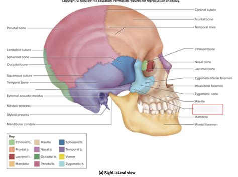 Zygomatic Bone Diagram | Quizlet