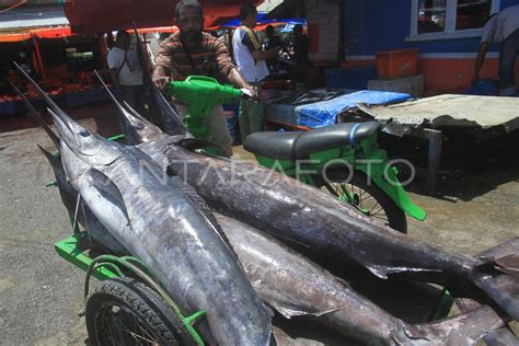 TANGKAPAN IKAN MARLIN | ANTARA Foto