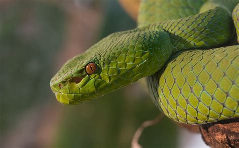 Green Pit Viper - I believe this is a Gumprechts Green Pit Viper. Found in Asia and Pacific ...