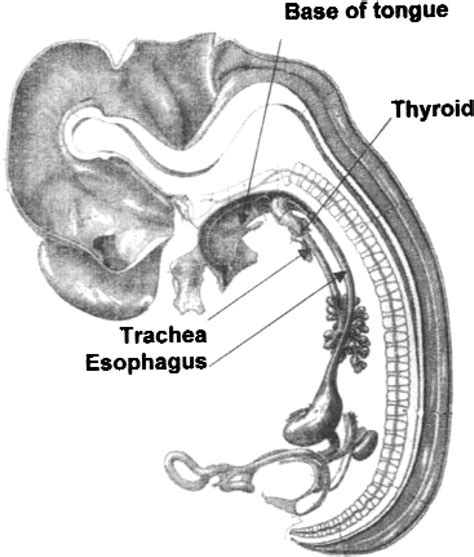 Thyroglossal Duct Embryology