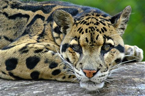 Clouded Leopard Cute Images 2013 | Funny And Cute Animals