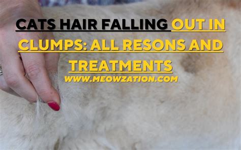 Cat Hair Falling Out in Clumps: (ALL REASONS & TREATMENTS)