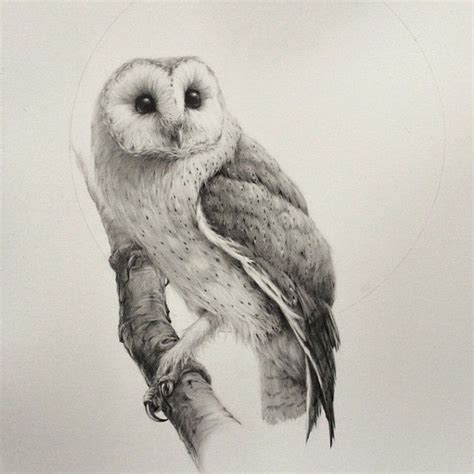 Realistic Barn Owl Drawing at GetDrawings | Free download