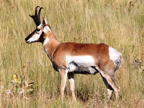 Nature Notes: No other animal is like our Pronghorn