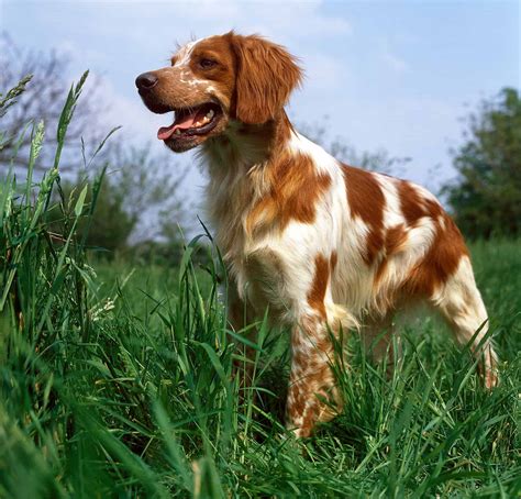 Brittany Spaniel Colors: Rarest to Most Common - A-Z Animals