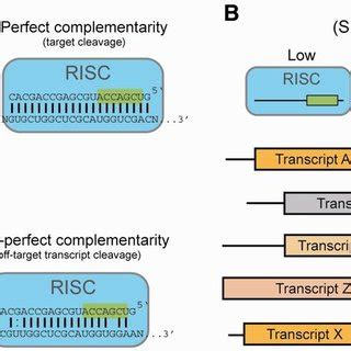 Comparison of siRNA design tools | Download Table