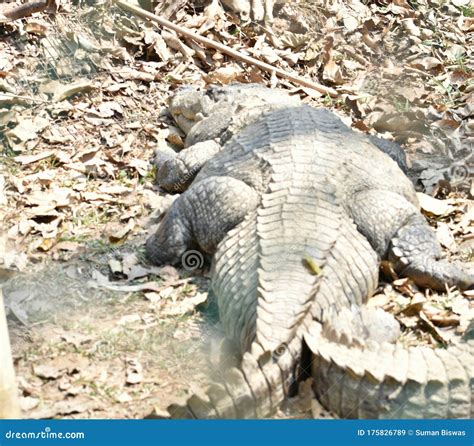 This is an Image of Beautiful White Indian Crocodile . Stock Image ...