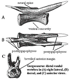 Palaeos Vertebrates Coelurosauria: Tyrannosauroidea: Tyrannosaurinae