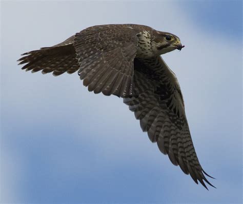 Prairie Falcon | San Diego Bird Spot