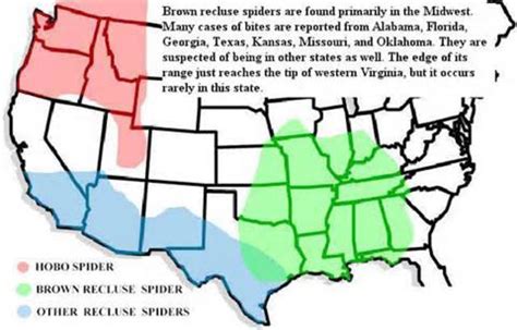 Most Venomous Spiders and Insects in North America - Most Poisonous Spiders | hubpages
