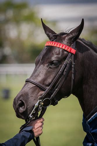 South Devon Horse Show | Christopher Martin | Flickr