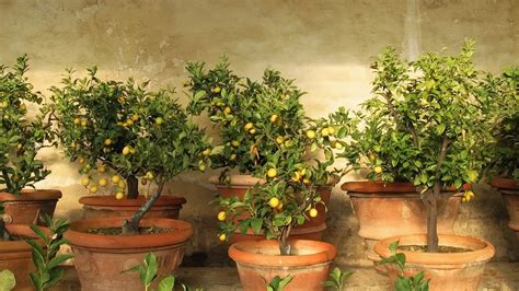 When to prune citrus trees: for the best blossoming fruits | Homes & Gardens