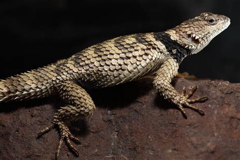 A Photographer's View: Crevice Spiny Lizard(Sceloporus poinsetti)