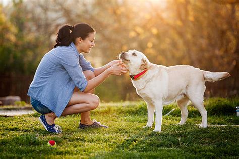 Training Your Labrador Puppy: Easy Training Guide | Puplore