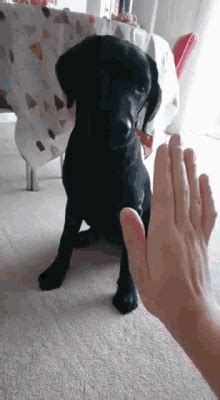 High Five Dog Gif