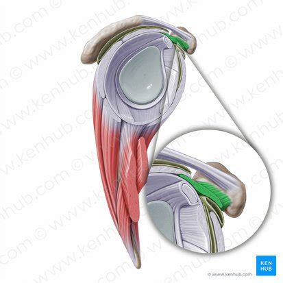 Coracohumeral ligament: Anatomy and function | Kenhub