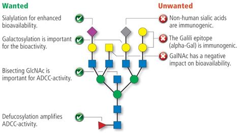 In-depths Glycan Profiling by Mass Spectrometry | FyoniBio