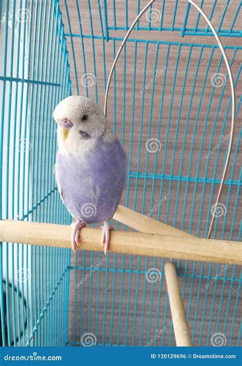 Budgie stock photo. Image of bird, parrot, budgie, blue - 120129696