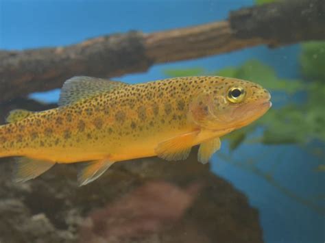 Oncorhynchus gilae (Gila Trout) | Arizona Wildlife Conservation Strategy