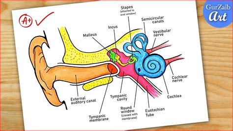 Ear Diagram drawing Colour / easy way / Draw Human Ear anatomy - Step by step for beginners ...