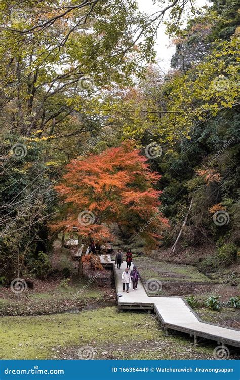 Autumn Scenery at Kameiwa Cave and Nomizo Waterfall Editorial Stock Image - Image of place, cave ...