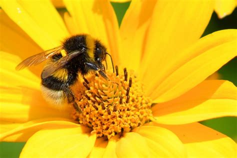 無料画像 : 工場, 写真, 花弁, 咲く, フローラ, 動物相, 無脊椎動物, 黄色の花, 閉じる, 蜂, バンブルビー, ハンメル, ネクター, マクロ撮影, 開花植物, ミツバチ ...