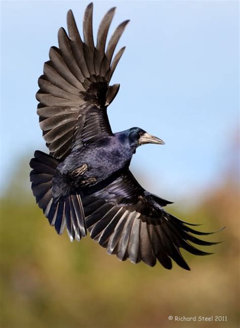 rook (photo by richard steel) | Pet birds, Birds, Raven bird