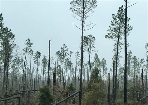 Select trees that withstand Mississippi storm damage | Mississippi State University Extension ...