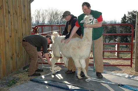 Shearing Day on the Farm for Alpacas | PetMD