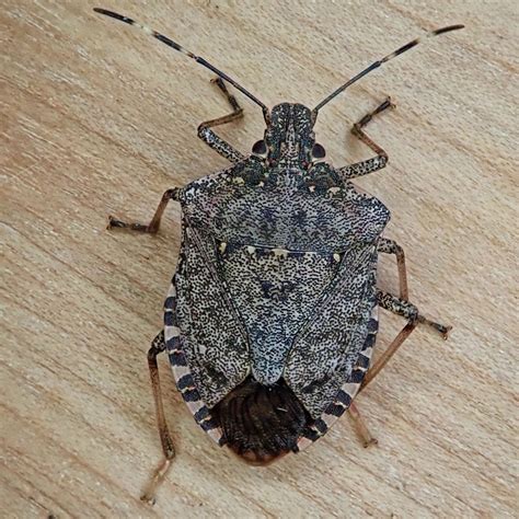 Brown Marmorated Stink Bug – 10,000 Things of the Pacific Northwest