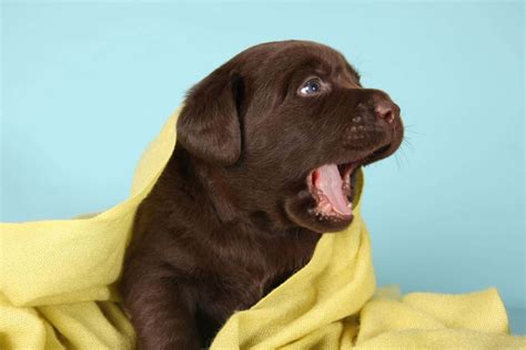 8 Puppy Teething Symptoms Every Dog Owner Should Know