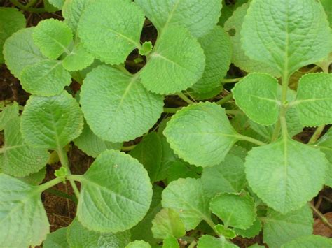 Indian Borage - Fleshy Perennial Plant With An Oregano Flavour - Healthyliving from Nature - Buy ...