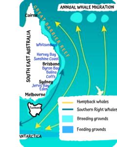 Humpback Whale Migration Guide - Ocean Life Education