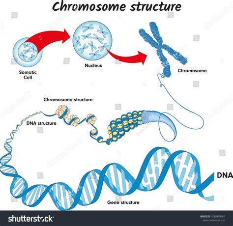 125,514 Chromosome Images, Stock Photos & Vectors | Shutterstock