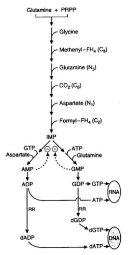 27. Purine Metabolism Flashcards | Quizlet