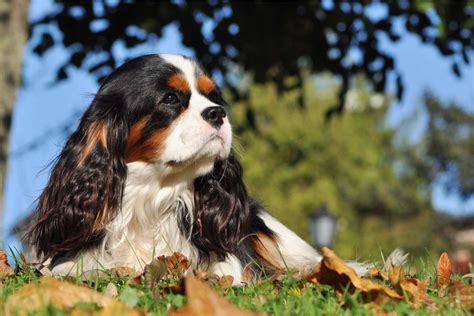 Cavalier King Charles Spaniel Lifespan & Health Issues