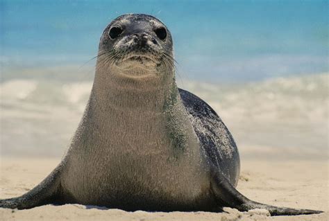 Hawaiian monk seal - Alchetron, The Free Social Encyclopedia