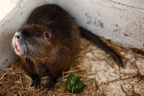 New War on Invasive Nutria in Delmarva Marshlands - The New York Times