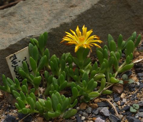 Delosperma | North American Rock Garden Society