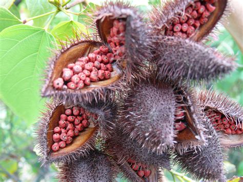 Achiote seed pods | Natural food coloring, Achiote, Natural food