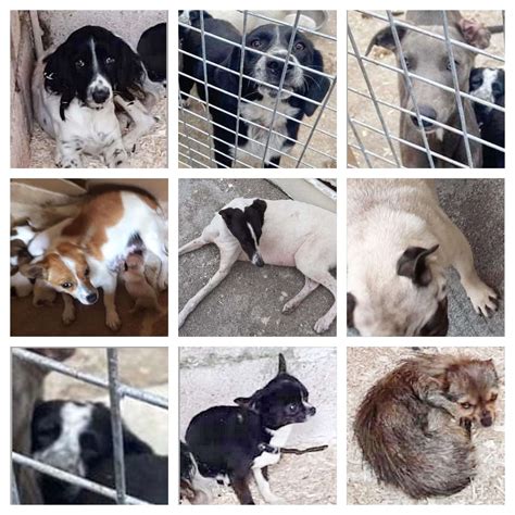 Police seize 22 dogs in Cork, Ireland – Stolen And Missing Pets Alliance