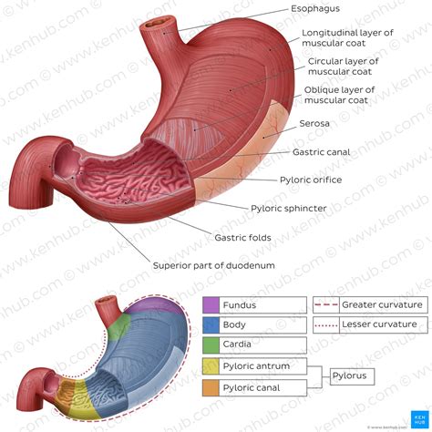 Stomach Histology: Mucosa, Glands And Layers Kenhub, 53% OFF