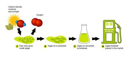 Microbial Biofuel Mechanisms and Diversity - microbewiki