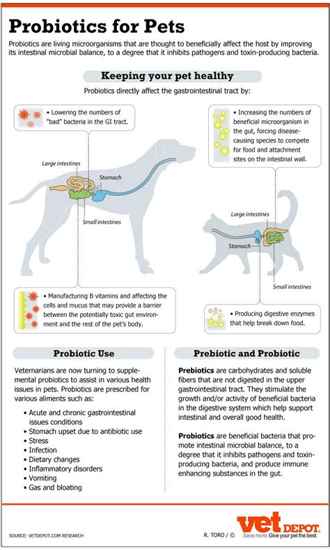 25+ bästa Cat diseases idéerna på Pinterest