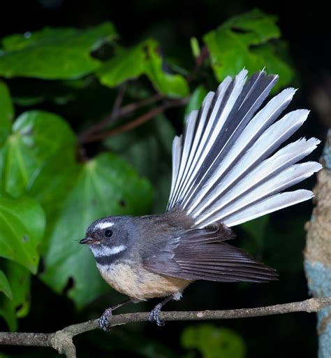 Fantail (pīwakawaka). Known for its friendly ‘cheet cheet’ call and ...