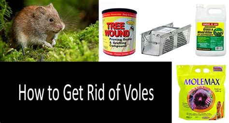 How to get rid of voles: 10 best vole traps, repellents and poisons in 2021 | Organic gardening ...