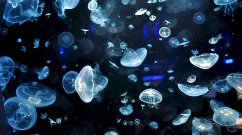 Jellyfish Live Wallpapers - WallpapersHigh