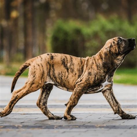 Mastiff Colors & Patterns - From Common to Extremely Rare